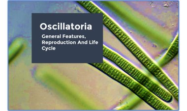 Oscillatoria-General Features, Reproduction, Economic Importance and Life Cycle
